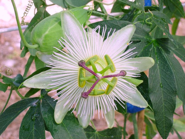 passiflora_coerulea_CE.jpg