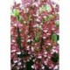 Oncidium Sharry Baby