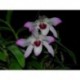 Dendrobium nobile