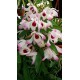 Dendrobium nobile