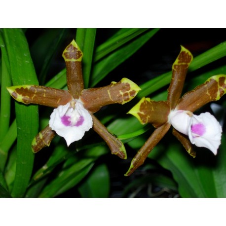 Miltonia candida