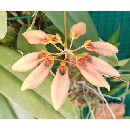 bulbophyllum weberi