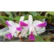 Cattleya intermedia var. aquinii