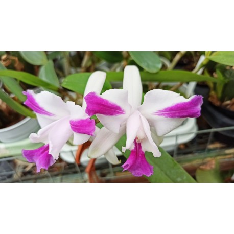 Cattleya intermedia var. aquinii