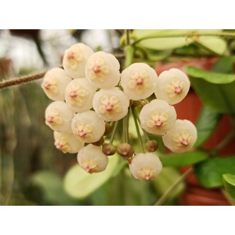 Hoya rotundiflora (lyi)