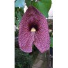 Aristolochia gigantea