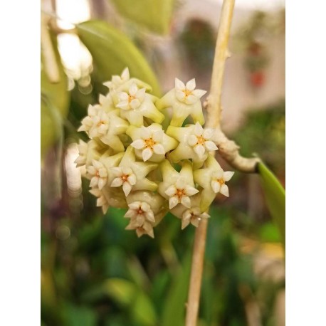 Hoya sp. RM-403