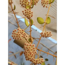 Hoya nummularioides