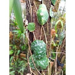 Hoya imbricata