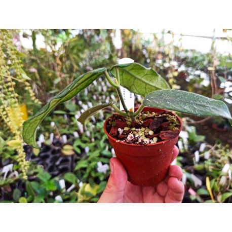 Hoya globulosa