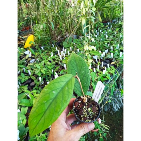 Hoya vitellinoides