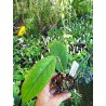 Hoya vitellinoides