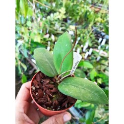 Hoya sp. Sulawesi n. 3