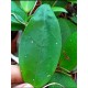 Hoya sp. Sulawesi n. 3