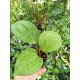 Hoya sp. Sarawak 'Cream' (latifolia)