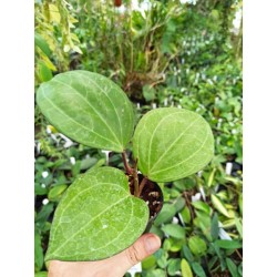 Hoya sp. Sarawak 'Cream' (latifolia)